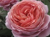 Romantic%20Antike%20(3)%20RCS%20(160%20x%20120)