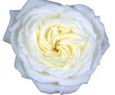 Alabaster-1%20-%20Copy
