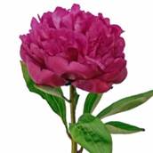 Peony-Wedding-Flower-Hot-Pink-250