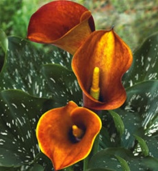 CALLA-MINI-OR-MANGO-2T