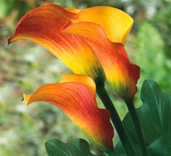 CALLA-MINI-SUN-2T