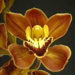 Tokomaru-Coco-Cola-Cymbidium-Direct-Floral-150