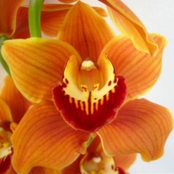 Orange Cymbedium