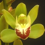 King-Arthur-Mini-Cymbidium-Direct-Floral-150