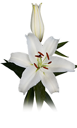 Whitegazer