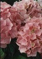 lightpink