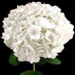 HydrengeaWhite