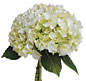 Hydrangea_WhiteT