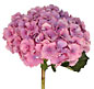 Hydrangea_PinkT