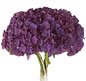 Bottstein_PurpleT