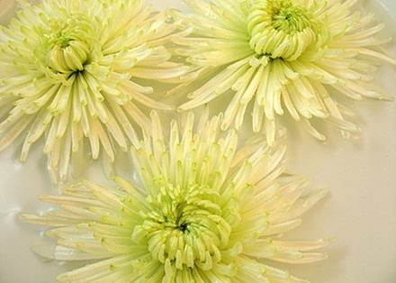Whitespidermums