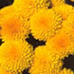 pompomyellow