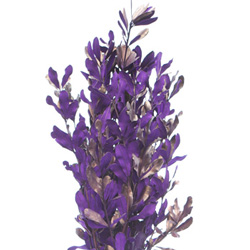 royal-purple-tinted-intergrafolia-250