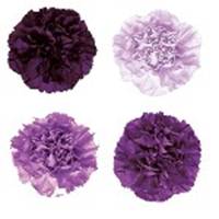 Mixed_Purple_Carnation_Flower_150
