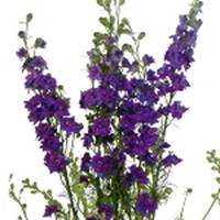 Larkpsur_Flower_Purple_150