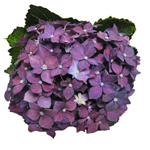 Hydrangea-Purp-Berry-150