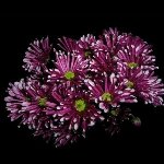 Burgundy_Novelty_Daisy_Purple_Biarritz_150