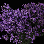 50-Plazo-Purp-150