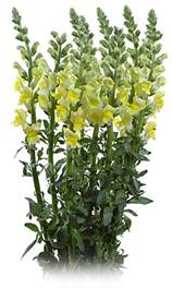 Snapdragon_Yellow