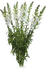Snapdragon_White