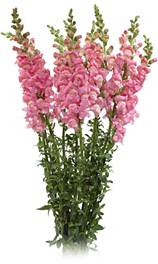 Snapdragon_Rose_Pink
