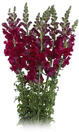 Snapdragon_Plum