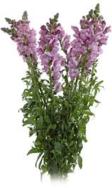 Snapdragon_Lav