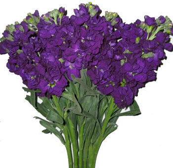 stock-filler-purple