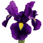 Purple_Iris_Flower_Sacramento_150